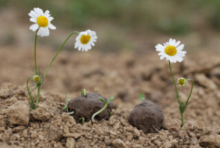 Seed Bombs & Mud Pies: Sensory Spring Gardening for Preschoolers