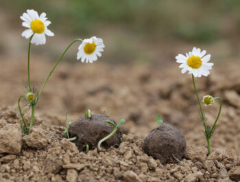 Seed Bombs & Mud Pies: Sensory Spring Gardening for Preschoolers