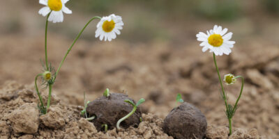 Seed Bombs & Mud Pies: Sensory Spring Gardening for Preschoolers