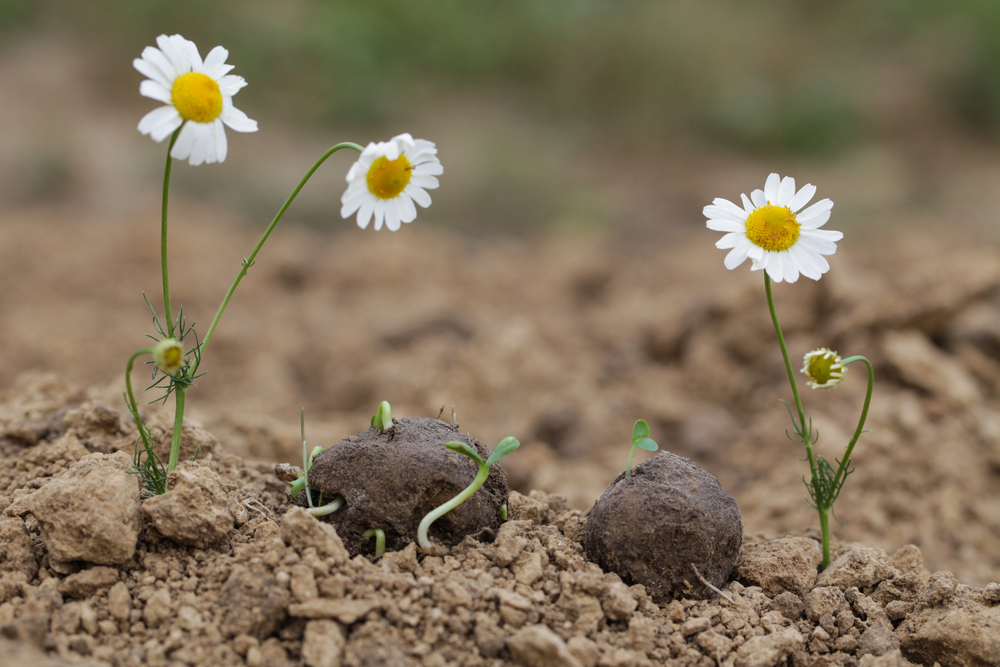 Seed Bombs & Mud Pies: Sensory Spring Gardening for Preschoolers